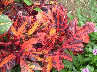 More Red Leaves